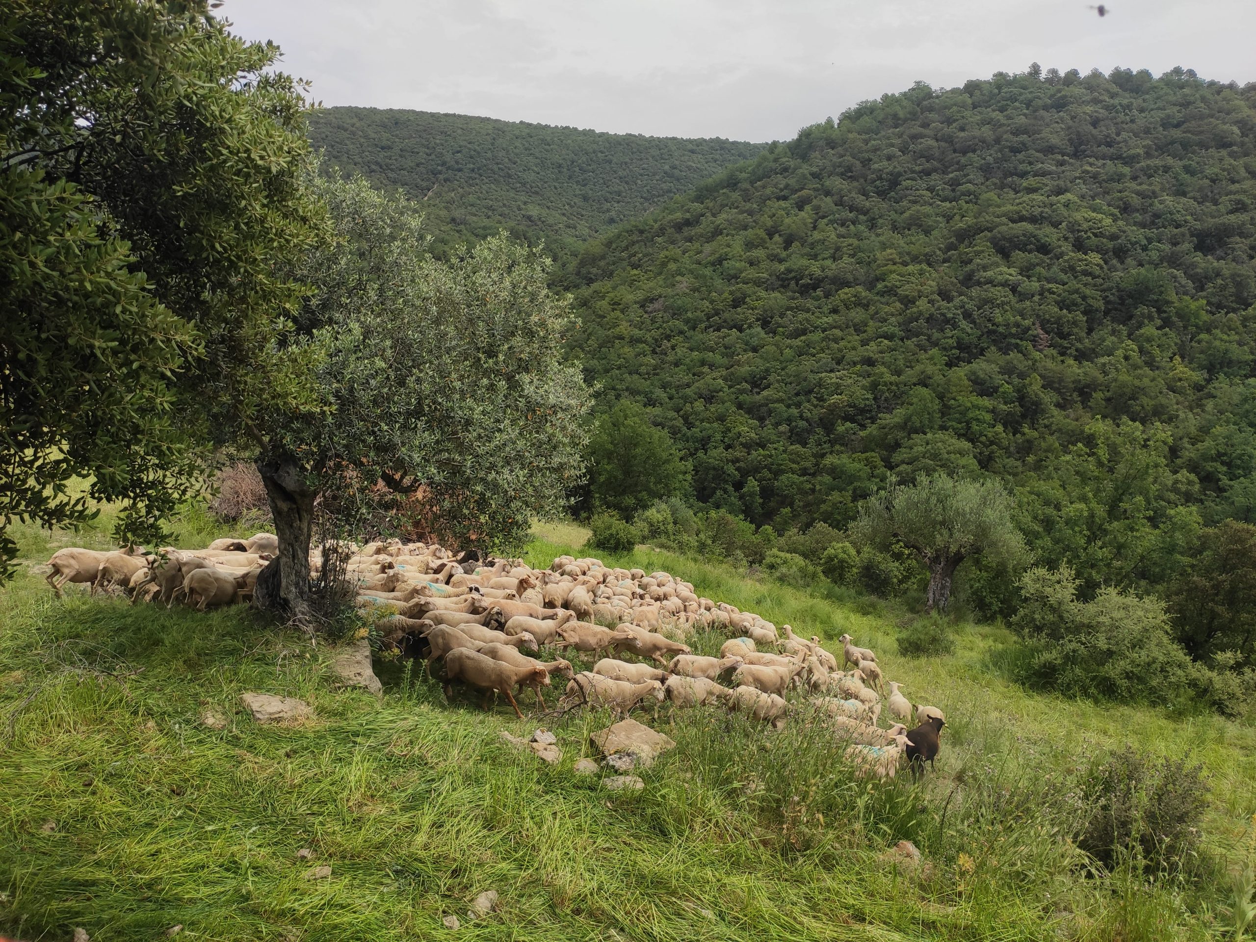 El pastoralismo mediterráneo, clave para una ganadería extensiva sostenible: lecciones del proyecto PASTINNOVA