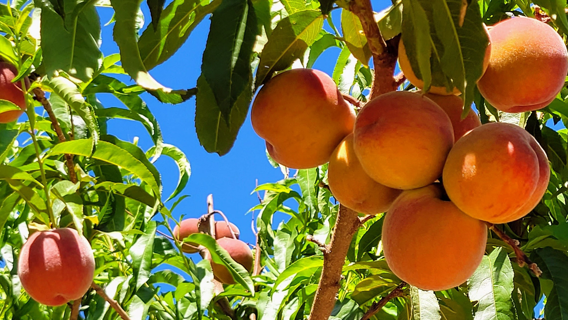 Zaragoza acogerá las Jornadas de Fruticultura y Citricultura 2026 de la Sociedad Española de Ciencias Hortícolas (SECH)
